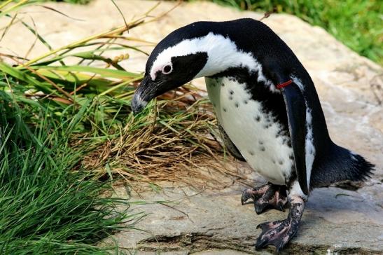 Brillenpinguin Opel Zoo Kronberg 2017