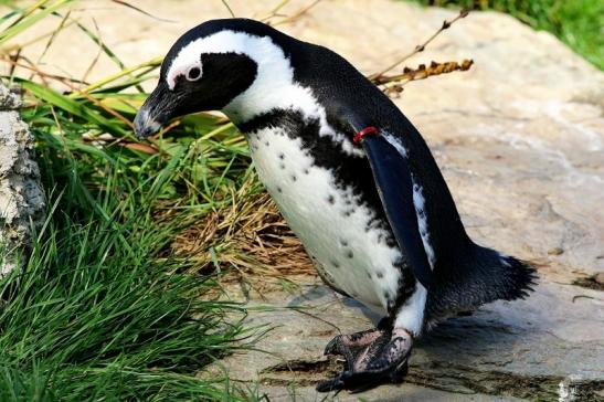 Brillenpinguin Opel Zoo Kronberg 2017