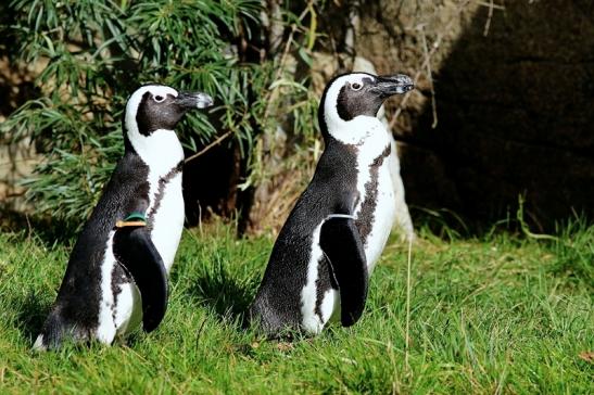 Brillenpinguin Opel Zoo Kronberg 2017