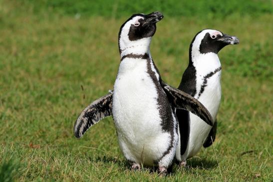 Brillenpinguin Opel Zoo Kronberg 2017