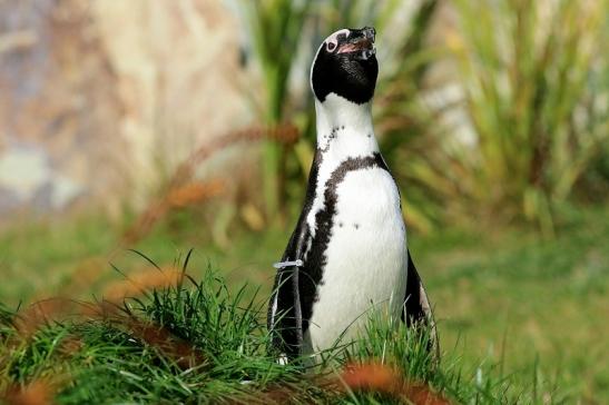 Brillenpinguin Opel Zoo Kronberg 2017