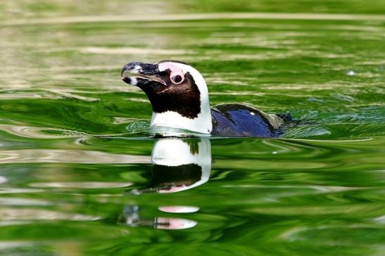 Brillenpinguin Opel Zoo Kronberg 2017