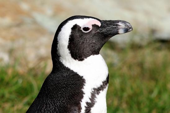 Brillenpinguin Opel Zoo Kronberg 2017