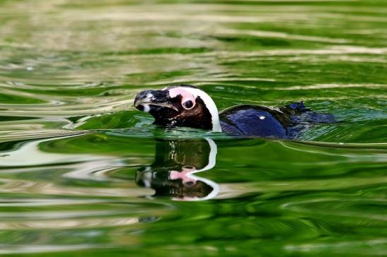 Brillenpinguin Opel Zoo Kronberg 2017