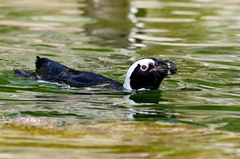 Brillenpinguin Opel Zoo Kronberg 2017