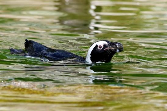 Brillenpinguin Opel Zoo Kronberg 2017