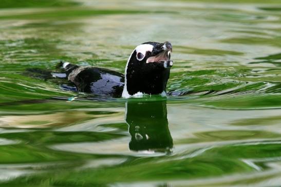 Brillenpinguin Opel Zoo Kronberg 2017