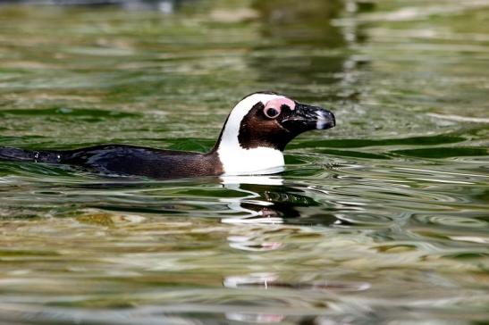 Brillenpinguin Opel Zoo Kronberg 2017