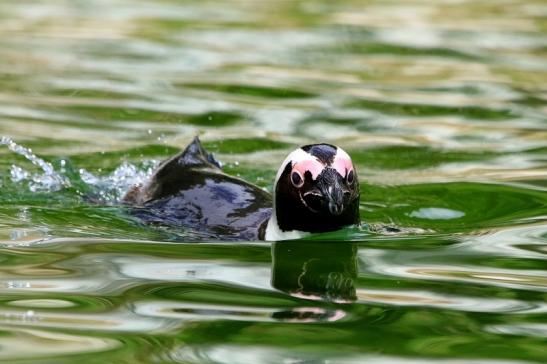 Brillenpinguin Opel Zoo Kronberg 2017