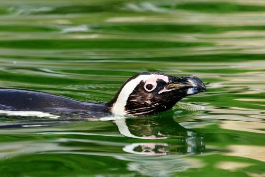 Brillenpinguin Opel Zoo Kronberg 2017