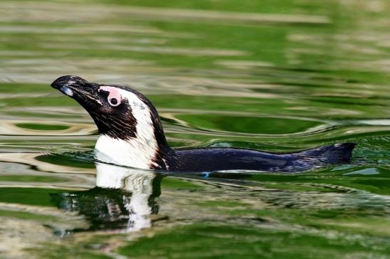 Brillenpinguin Opel Zoo Kronberg 2017