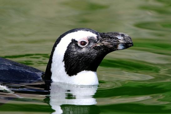 Brillenpinguin Opel Zoo Kronberg 2017