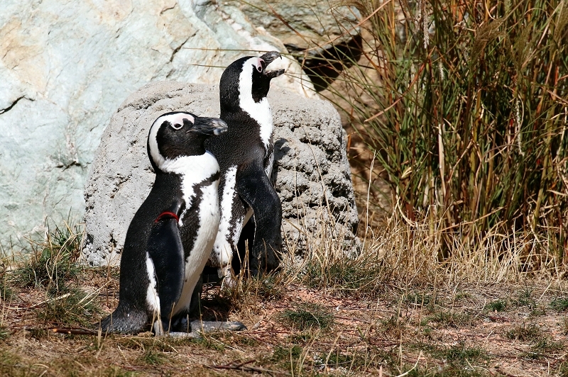 Brillenpinguin Opel Zoo Kronberg 2018