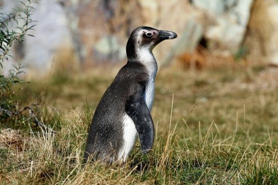 Brillenpinguin Opel Zoo Kronberg 2018