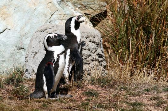 Brillenpinguin Opel Zoo Kronberg 2018