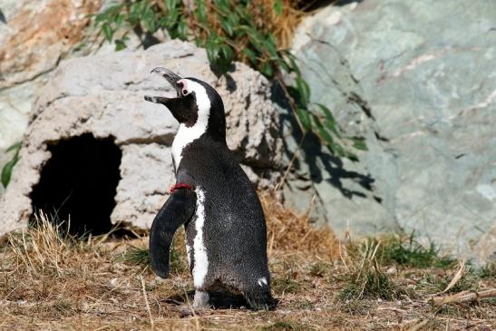 Brillenpinguin Opel Zoo Kronberg 2018