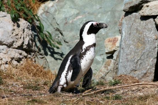 Brillenpinguin Opel Zoo Kronberg 2018