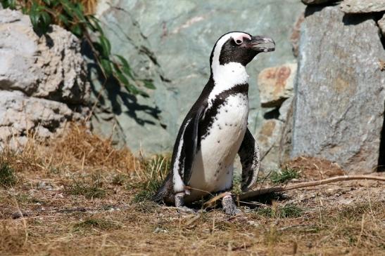 Brillenpinguin Opel Zoo Kronberg 2018