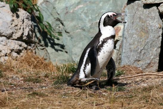 Brillenpinguin Opel Zoo Kronberg 2018