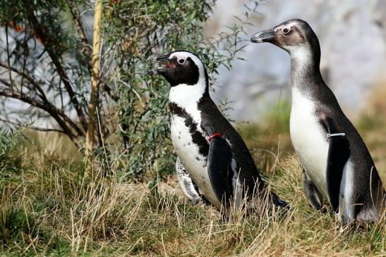 Brillenpinguin Opel Zoo Kronberg 2018