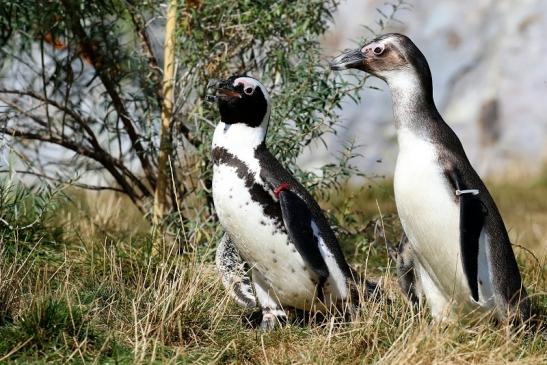 Brillenpinguin Opel Zoo Kronberg 2018