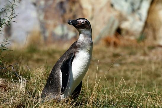 Brillenpinguin Opel Zoo Kronberg 2018