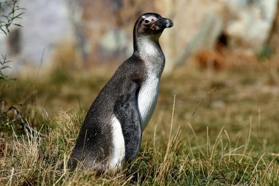 Brillenpinguin Opel Zoo Kronberg 2018