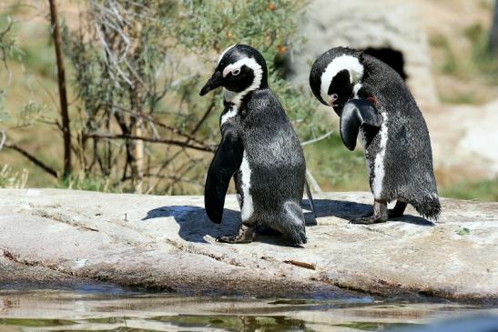 Brillenpinguin Opel Zoo Kronberg 2019