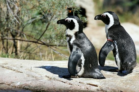 Brillenpinguin Opel Zoo Kronberg 2019