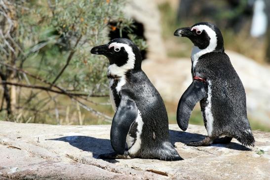 Brillenpinguin Opel Zoo Kronberg 2019