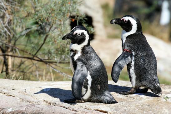 Brillenpinguin Opel Zoo Kronberg 2019