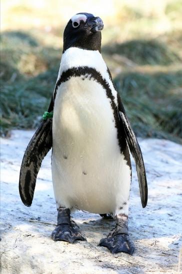 Brillenpinguin Opel Zoo Kronberg 2019