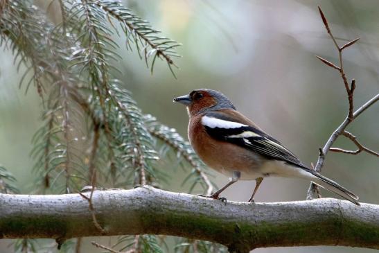 Buchfink Wildpark Alte Fasanerie Klein Auheim 2018