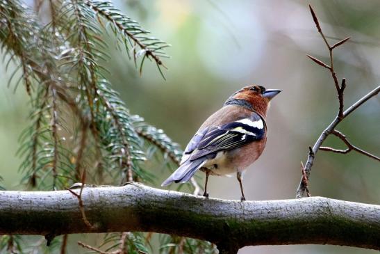 Buchfink Wildpark Alte Fasanerie Klein Auheim 2018