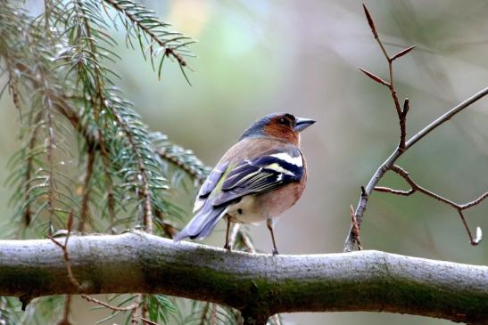 Buchfink Wildpark Alte Fasanerie Klein Auheim 2018