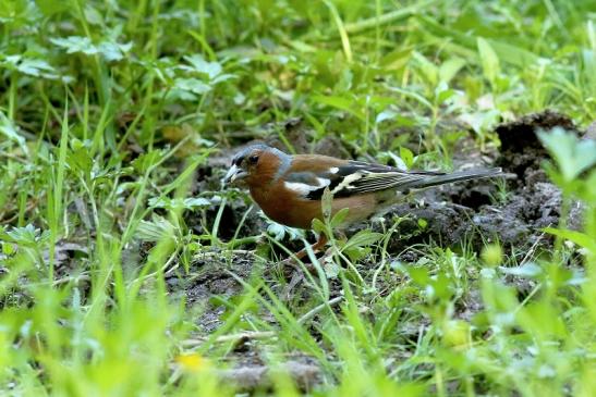 Buchfink Wildpark Alte Fasanerie Klein Auheim 2018