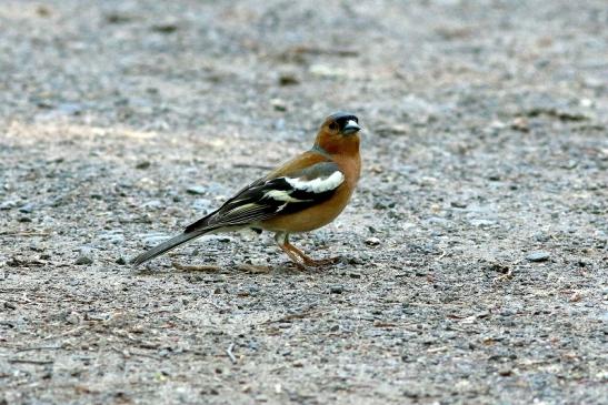 Buchfink Wildpark Alte Fasanerie Klein Auheim 2018