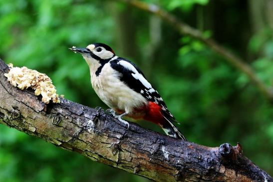 Buntspecht Naturschutzgebiet Mönchbruch