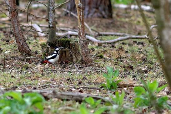 Buntspecht Wildpark Alte Fasanerie Klein Auheim 2017