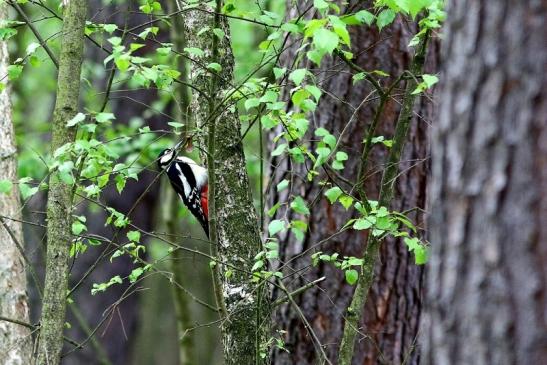 Buntspecht Wildpark Alte Fasanerie Klein Auheim 2017