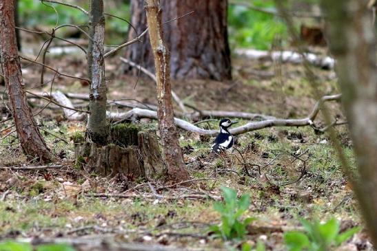 Buntspecht Wildpark Alte Fasanerie Klein Auheim 2017