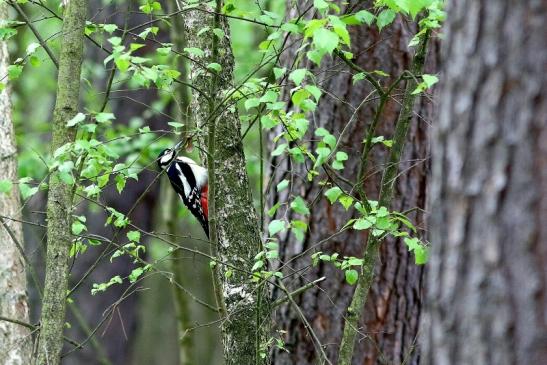 Buntspecht Wildpark Alte Fasanerie Klein Auheim 2017