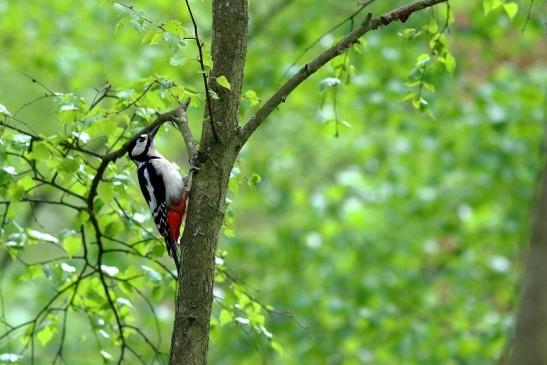 Buntspecht Wildpark Alte Fasanerie Klein Auheim 2017