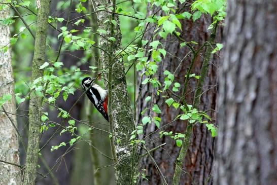 Buntspecht Wildpark Alte Fasanerie Klein Auheim 2017