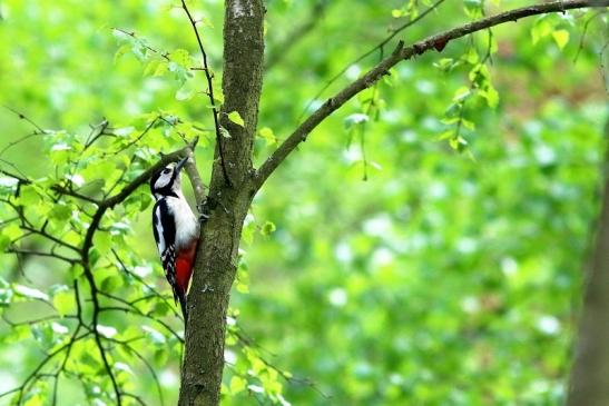 Buntspecht Wildpark Alte Fasanerie Klein Auheim 2017