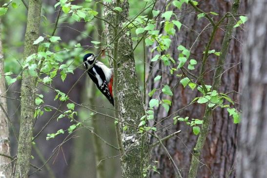 Buntspecht Wildpark Alte Fasanerie Klein Auheim 2017