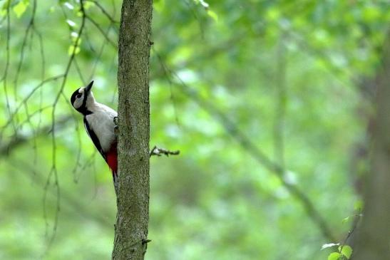 Buntspecht Wildpark Alte Fasanerie Klein Auheim 2017