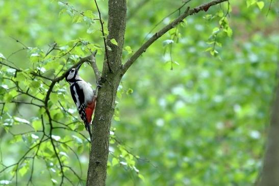 Buntspecht Wildpark Alte Fasanerie Klein Auheim 2017