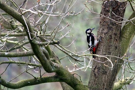 Buntspecht Wildpark Alte Fasanerie Klein Auheim 2018