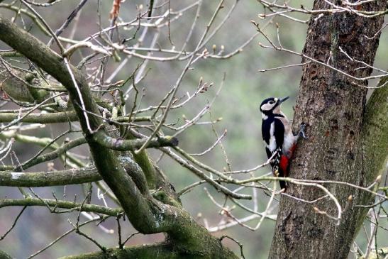 Buntspecht Wildpark Alte Fasanerie Klein Auheim 2018